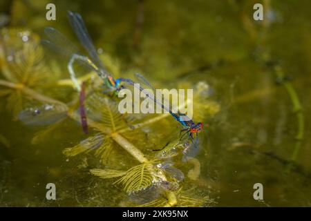 Zwei kleine Rotäugige Jungfliegen (Erythromma viridulum) legen Eier in einem kleinen Teich ab, sonniger Tag im Frühling, Wien (Österreich) Stockfoto