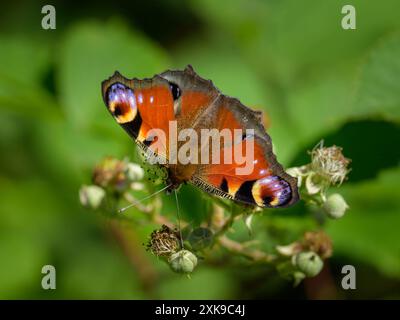 Ein Pfauenfalter Aglais io, der sich an einer Pflanze ernährt, sonniger Tag im Sommer, Deutschland Binz Deutschland Stockfoto