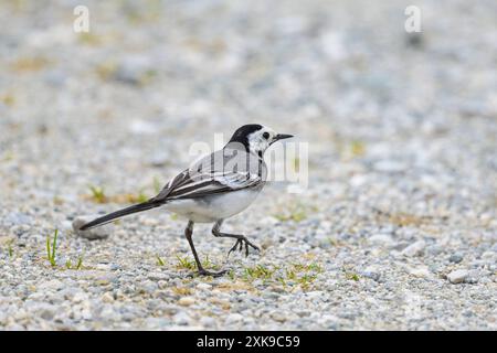 Ein weißer Wagtail auf dem Boden, bewölkter Tag im Frühling Mühlbach am Hochkönig Österreich Stockfoto