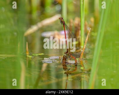 Zwei große rote Jungfliegen Pyrrhosoma nymphula legen Eier in einem kleinen Teich ab, sonniger Tag im Frühling, Wien Österreich Stockfoto