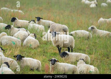 Eine Gruppe weißer Schafe mit schwarzen Köpfen auf einer Wiese, bewölkter Tag im Sommer, Deutschland Mönchgut Deutschland Stockfoto