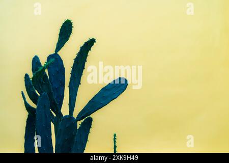 Minimales kreatives Stilleben Neon Kakteen Set. Opuntia Microdasys (Bunny Ears Cactus, Bunny Cactus, Polka-Dot Cactus) isoliert auf gelbem Hintergrund. Stockfoto