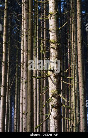 Real Easy Company Fuxholes Bois Jaques, Bastogne, Belgien Stockfoto