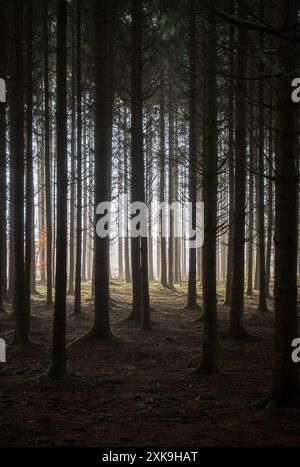 Real Easy Company Fuxholes Bois Jaques, Bastogne, Belgien Stockfoto