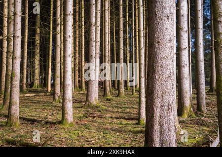 Real Easy Company Fuxholes Bois Jaques, Bastogne, Belgien Stockfoto