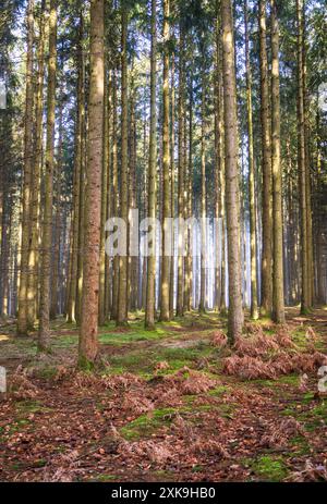 Real Easy Company Fuxholes Bois Jaques, Bastogne, Belgien Stockfoto