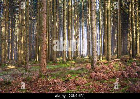 Real Easy Company Fuxholes Bois Jaques, Bastogne, Belgien Stockfoto