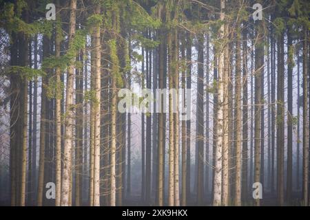 Real Easy Company Fuxholes Bois Jaques, Bastogne, Belgien Stockfoto