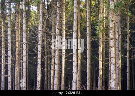 Real Easy Company Fuxholes Bois Jaques, Bastogne, Belgien Stockfoto