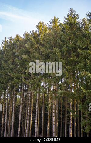 Real Easy Company Fuxholes Bois Jaques, Bastogne, Belgien Stockfoto