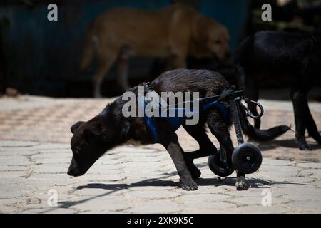 Am 13. Juli 2024 in Kathmandu, Nepal. Keley, ein behinderter und geretteter Hund, der mit Hilfe eines Rollstuhls läuft, ist auf dem Gelände von Animals Nepal, dem Hunderettungs- und Behandlungszentrum in der Nähe der Hauptstadt, abgebildet. (Foto: Abhishek Maharjan/SIPA USA) Credit: SIPA USA/Alamy Live News Stockfoto