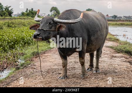 Asiatischer Wasserbüffel mit großen Hörnern auf dem Feld. Büffel mit Seil an der Nase, Büffel auf der Farm auf dem Land. Büffelzucht im Südosten von AS Stockfoto