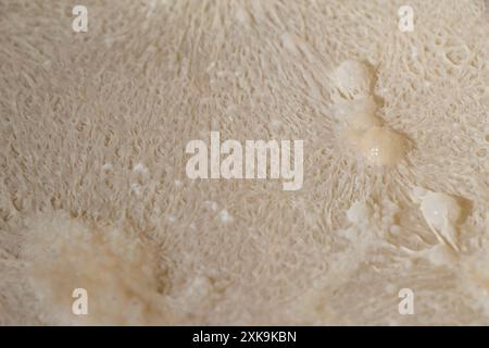Eingetaucht in fermentiertes Maniokwasser, fermentierte Wasserblasen, Brotteigwasser, Hintergrundtextur Stockfoto