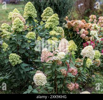 Wachsende Hortensie paniculata im Garten. Herbstfärbung von Blumen Stockfoto