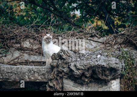 Siamkatze im malerischen Dorf Saint Paul de Vence in Südfrankreich Stockfoto