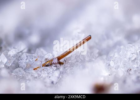 Rutil auf Dolomit. Mikrofotografie extreme Nahaufnahme. Exemplar aus dem Steinbruch Lengenbach, Schweiz. Mikroskopfotografie für wissenschaftliche Zwecke Stockfoto