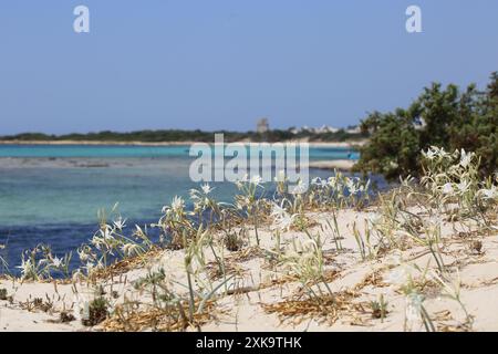 Seasodil (pancratium maritimum) auf den Sanddünen im Küstenreservat Salento Stockfoto