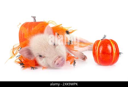 Rosafarbenes Miniaturschwein vor weißem Hintergrund Stockfoto