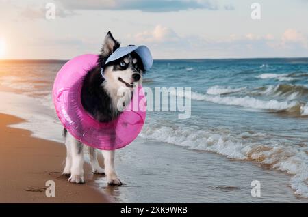 Bild eines Pomhimmels vor weißem Hintergrund Stockfoto