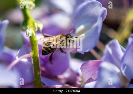 Ein detailliertes Makrofoto, das eine Biene fotografiert, die Nektar aus einer lebendigen Wisteria sinensis (chinesische Glyzinien) nimmt und die komplexe natürliche Schönheit zeigt. Stockfoto