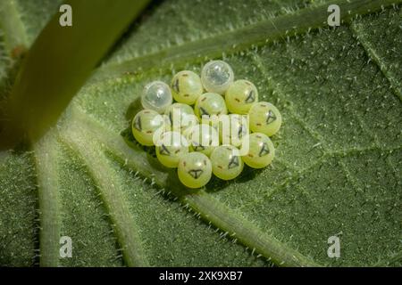 Grüne Schildkäfer-Eier (Palomena prasina) auf der Unterseite eines Kapuzinerblattes gelegt, Wildtiere in West Yorkshire, England, Vereinigtes Königreich Stockfoto