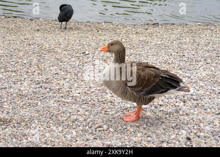 Greylag Goose läuft auf den Kieselsteinen bei Bluewater Stockfoto