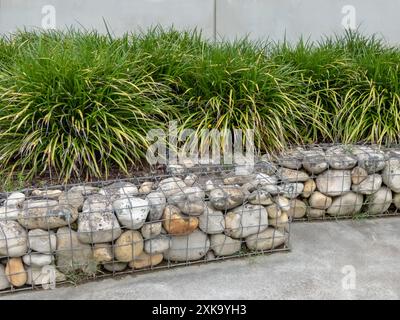 Gabion und Ziergras im Stadtdesign. Carex morrowii oder Kan suge oder Morrow's Sedge oder japanische Grassegen oder japanische Seggenpflanzen. Beibehalten Stockfoto