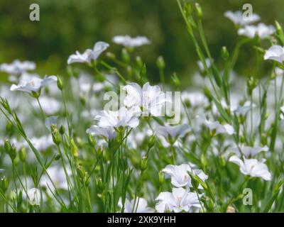 Linum usitatissimum weiße Blüten auf dem Feld. Flachsfaseranbau. Nahrungsöl-Quelle für Leinsamen. Gemeinsame flachsblühende Kulturpflanzen. Stockfoto