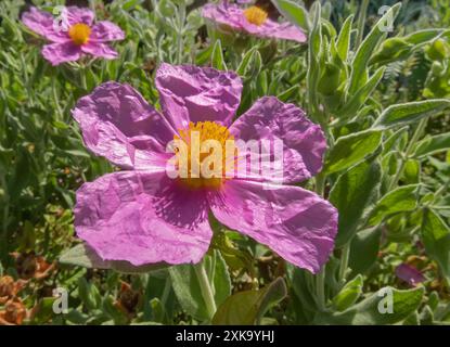 Cistus albidus rosa Blüten mit zerknitterten Blüten und gelben Staubblättern im sonnigen Garten. Graublättrige Zistrose blühende Pflanze. Stockfoto