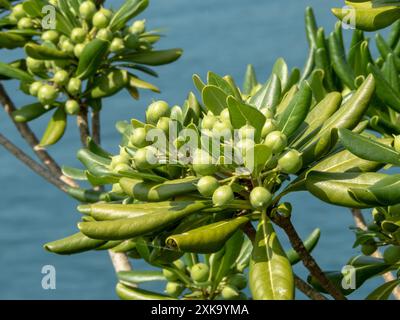 Pittosporum tobira oder japanische Käseholzzweige mit glänzenden Blättern und grünen Früchten. Australischer Lorbeer, japanisches Pittosporum oder orangenes Ornament Stockfoto