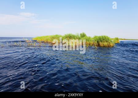 Fließendes Flusswasser mit ein paar Pflanzen, die daraus wachsen. Grünes Schilf wächst im Fluss Stockfoto