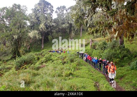 Wanderer, Träger und Reiseleiter auf dem Weg zum Mount Meru, einem Berg im Arusha-Nationalpark in Afrika, in der Nähe des Kilimandscharo. Stockfoto