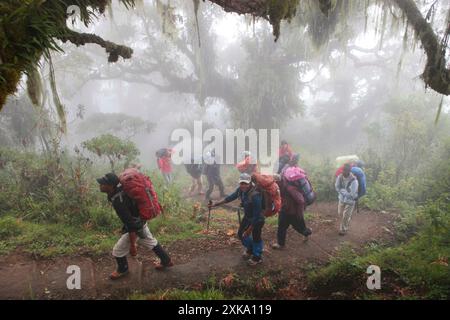 Wanderer, Träger und Reiseleiter wandern durch einen mystischen Regenwald auf dem Weg zum Mount Meru, einem Berg im Arusha-Nationalpark in Afrika, in der Nähe des Kilimandscharo. Stockfoto