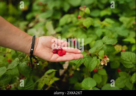 Nahaufnahme der Hand der Frau, die reife Himbeeren aus dem Busch hält Stockfoto