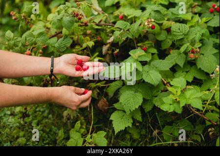 Nahaufnahme einer Frau, die frische Himbeeren von der Pflanze in die Palme sammelt Stockfoto