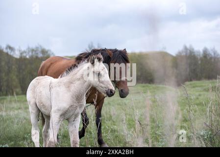 Braune und weiße Pferde auf einer grünen Weide an einem bewölkten Tag Stockfoto