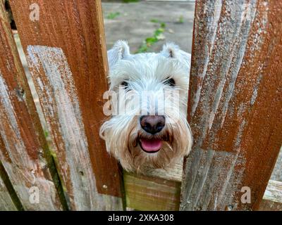 Miniatur-Schnauzer, der mit fröhlichem Ausdruck durch Holzzaun blickt Stockfoto