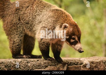 Koati Wildtiere im mexikanischen Regenwald auf einem Stein Stockfoto