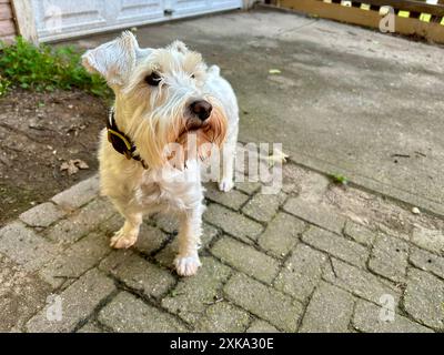 Weißer Miniatur-Schnauzer, der draußen auf gemauertem Weg steht Stockfoto