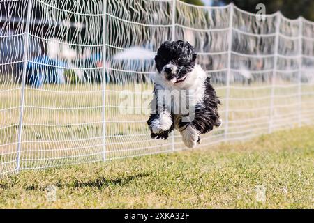 Schwarz-weiß portugiesischer Wasserhund-Laufköder mit Kurshunde Stockfoto
