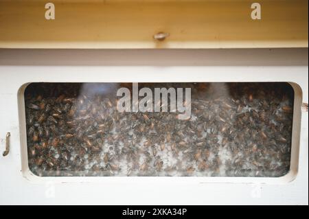 Honigbienen arbeiten in ihrem Bienenstock Stockfoto