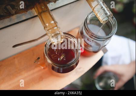 Honig aus einem Bienenstock im Hinterhof ernten Stockfoto