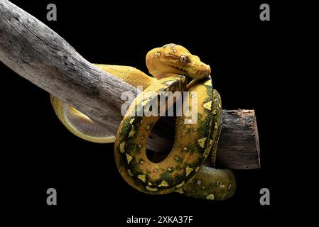 Juveniler grüner Baum-Phyton auf schwarzem Hintergrund Stockfoto