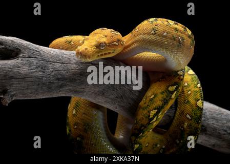 Juveniler grüner Baum-Phyton auf schwarzem Hintergrund Stockfoto