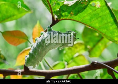 Nahaufnahme von Atlas Moth Caterpillar (Attacus Atlas) auf grünem Blatt Stockfoto