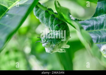 Nahaufnahme von Atlas Moth Caterpillar (Attacus Atlas) auf grünem Blatt Stockfoto