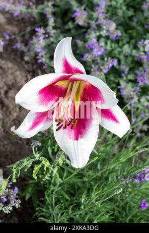 Eine Knospe einer weiß-rosa Lilie zwischen Gras und kleinen blauen Blüten. Stockfoto