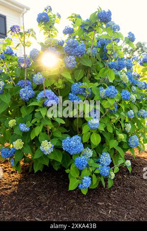 Vertikales Bild einer blauen Hortensienpflanze Stockfoto