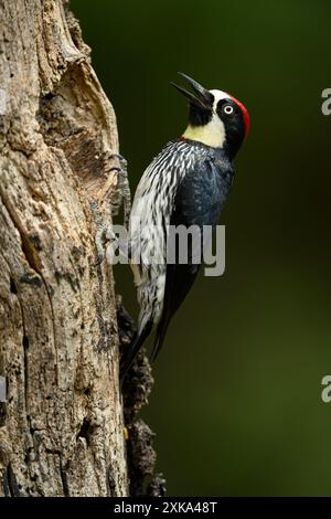 Acornspecht im Nebelwald von Panama Stockfoto