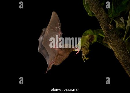 Gewöhnliche langzüngige Fledermaus (Glossophaga soricina), erwachsene Fütterung in der Nacht von Blumennektar, Costa Rica. Stockfoto